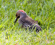 Northern Flicker